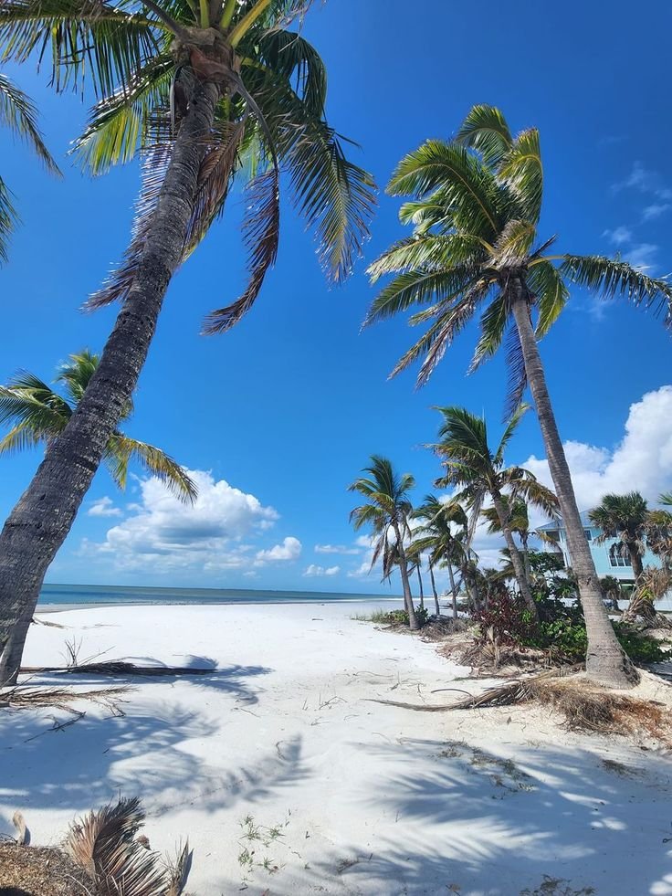 This may contain: palm trees and white sand on the beach