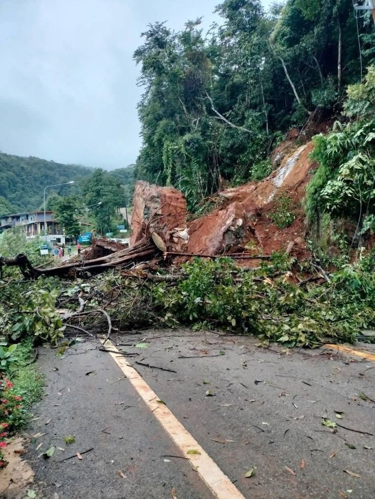 This may contain: a large tree that has fallen down on the road
