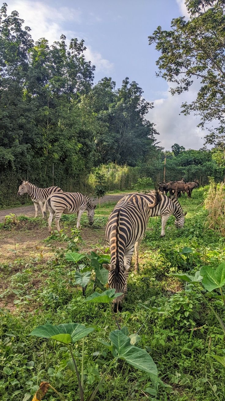 This may contain: three zebras are grazing in the grass near trees