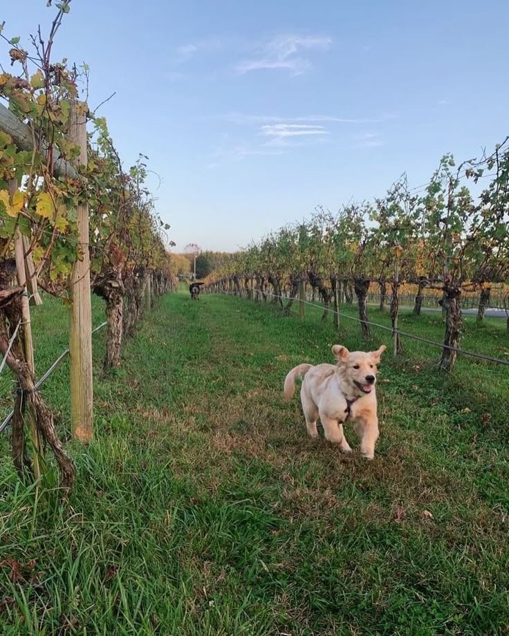 This may contain: a dog is running through the grass in an orchard with many trees and vines behind it