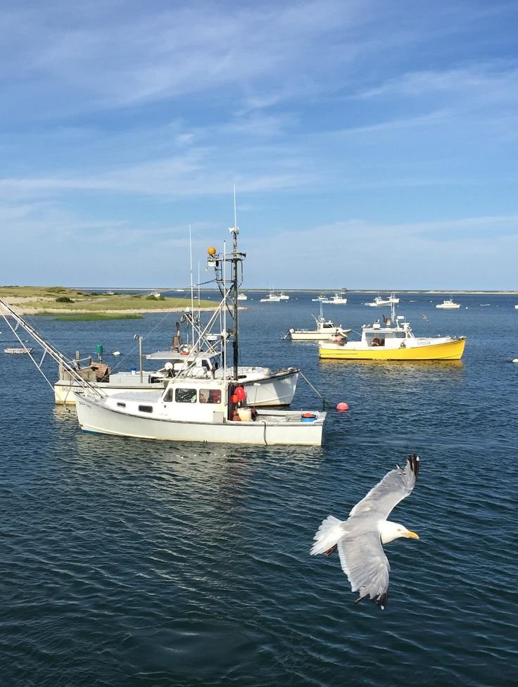 This may contain: a seagull flying over the water next to boats in the ocean with blue sky