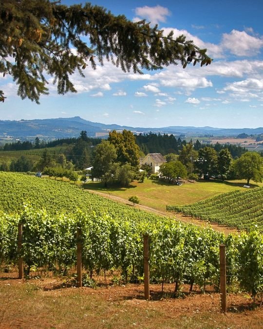This may contain: a vineyard with lots of trees and mountains in the background