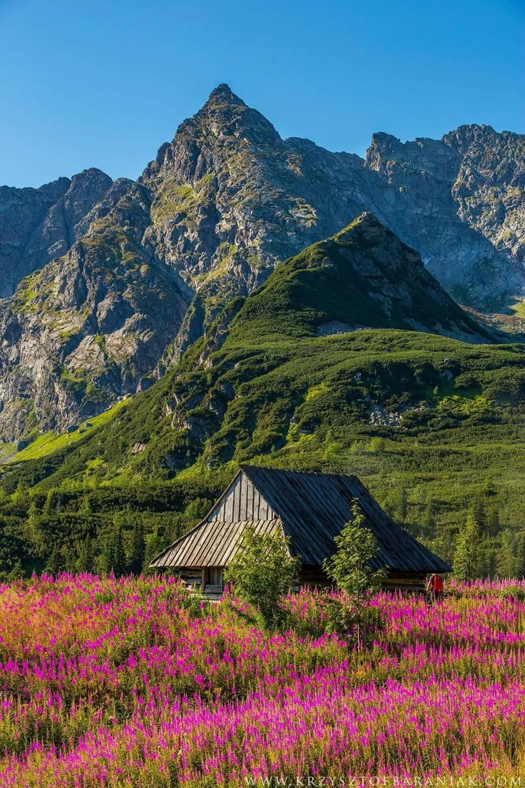 This may contain: an old cabin in the mountains surrounded by wildflowers