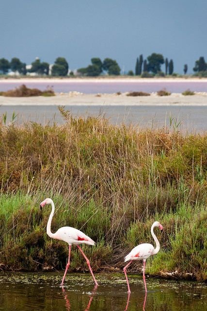 This may contain: two flamingos are standing in the water near some grass and bushes, while another bird is walking away from them