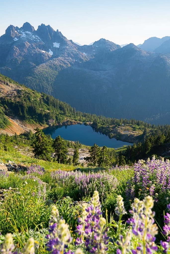 This may contain: wildflowers in the foreground with mountains in the background
