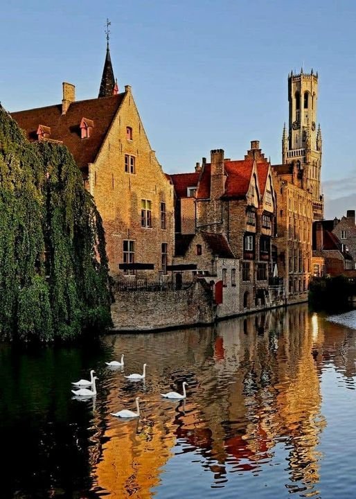 This may contain: swans swimming on the water in front of old buildings