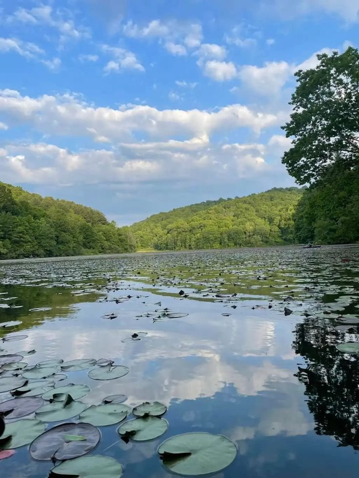 This may contain: the water is full of lily pads and trees