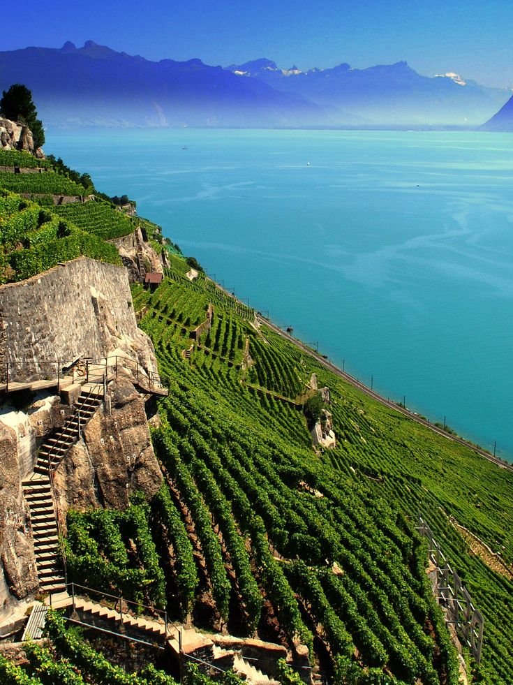 This may contain: an aerial view of a vineyard overlooking the ocean