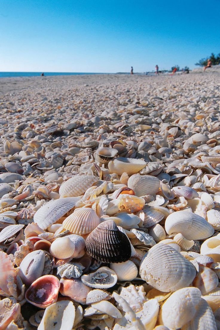 This may contain: several seashells are on the beach with people in the background