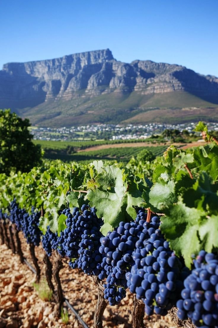 This may contain: some grapes are growing in the middle of a vineyard with a mountain in the background