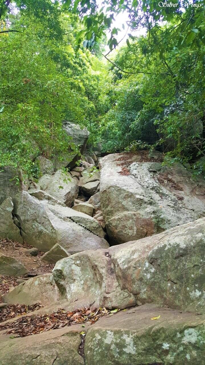 This may contain: some rocks and trees in the woods