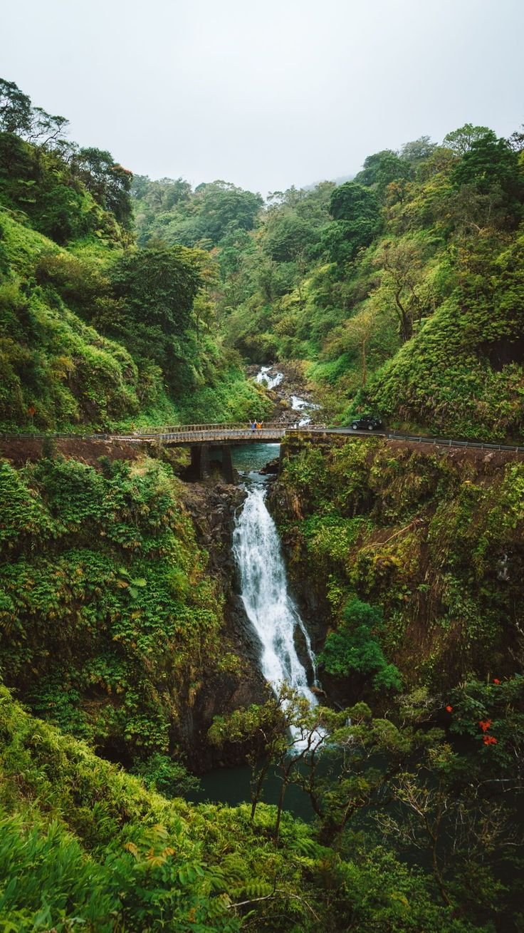 This may contain: a bridge over a waterfall in the middle of a lush green forest with a river running under it