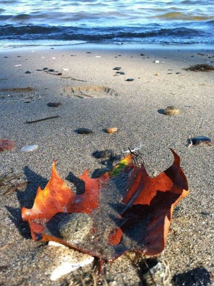 This may contain: a leaf that is laying in the sand