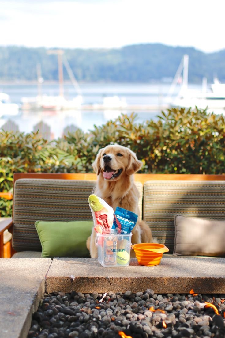 This may contain: a dog sitting on top of a couch next to a fire pit filled with food