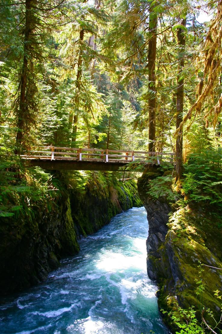 This may contain: a bridge over a river surrounded by trees