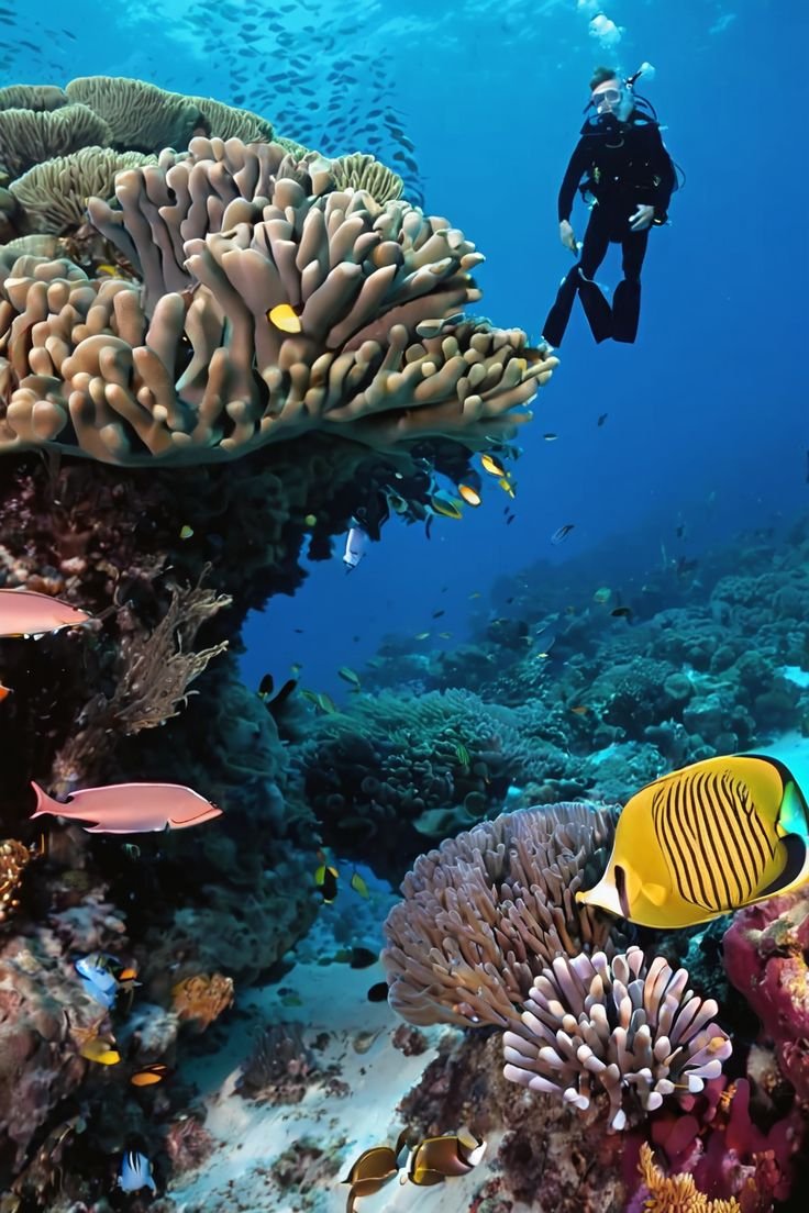 This contains: Explore the vibrant coral reefs of Bunaken Island! Dive into an underwater paradise teeming with colorful marine life. Snorkelers and divers discover a stunning world, a humbling reminder of nature's beauty. Explore now! #Bunaken #Diving #Snorkeling