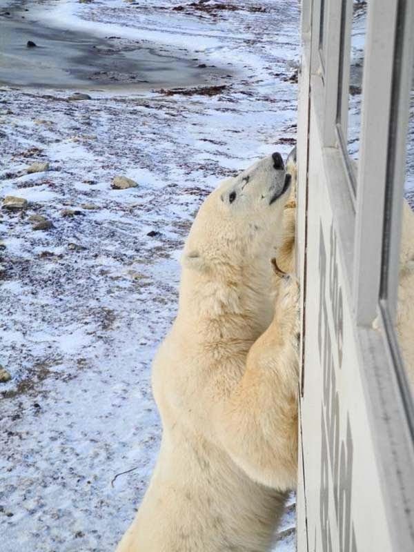 This may contain: a polar bear leaning up against the side of a building to look out at snow covered ground