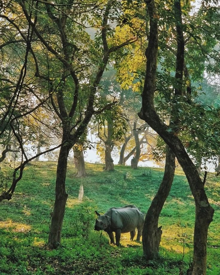 This may contain: a rhino standing in the middle of some trees