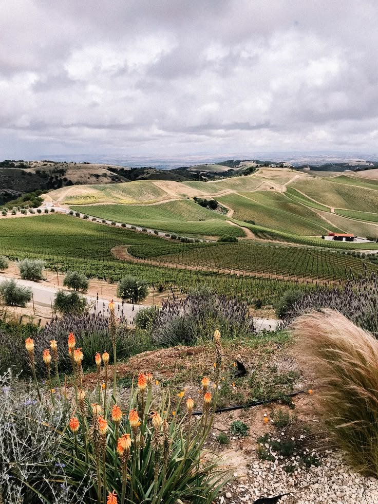 This may contain: the rolling hills are dotted with orange flowers