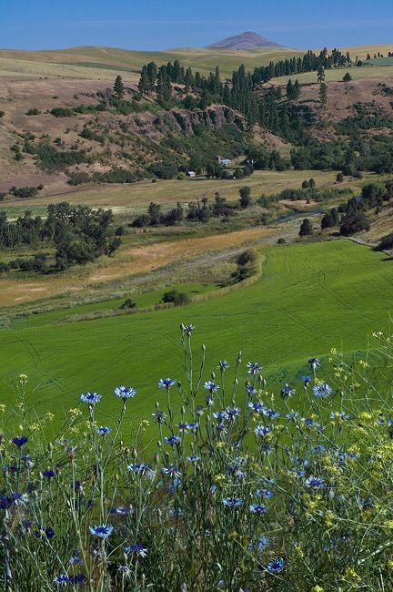 This may contain: a green field with blue flowers and hills in the background