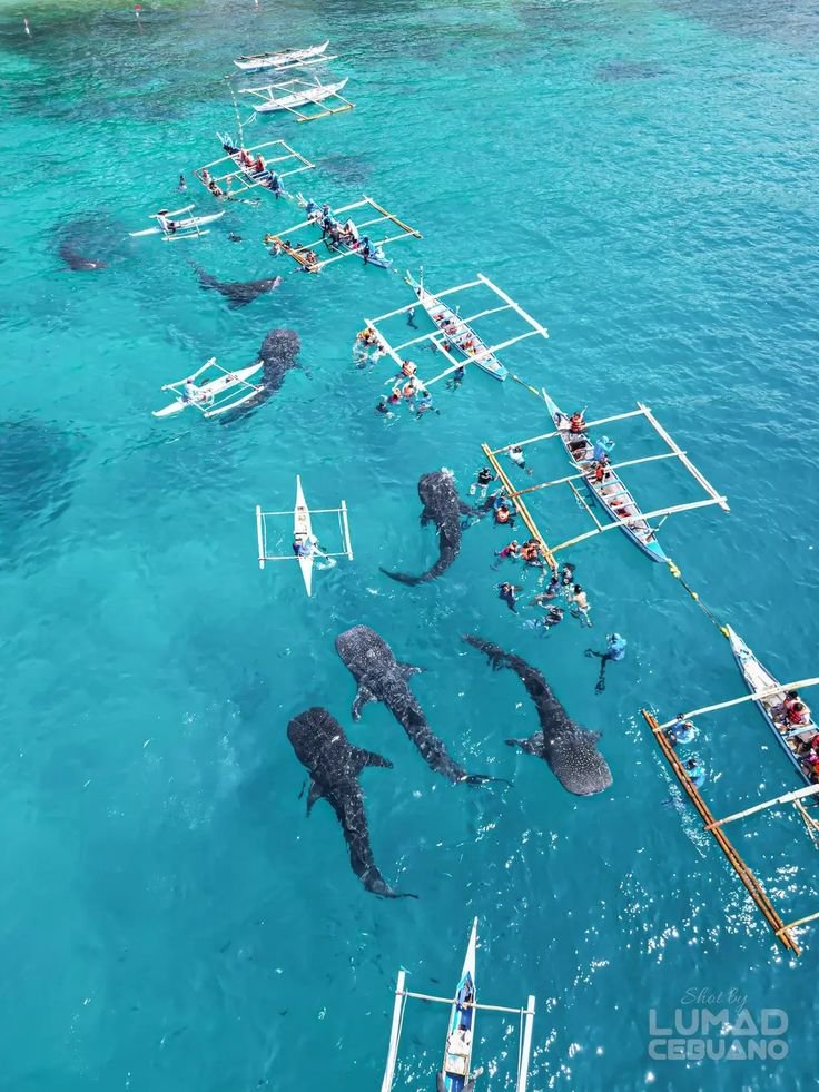 This may contain: a group of people riding on the backs of elephants in water with paddles and oars