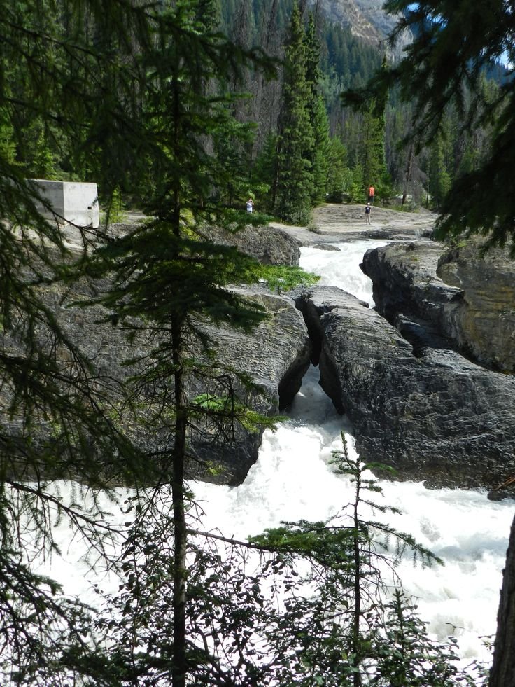 This may contain: a river flowing through a forest filled with rocks