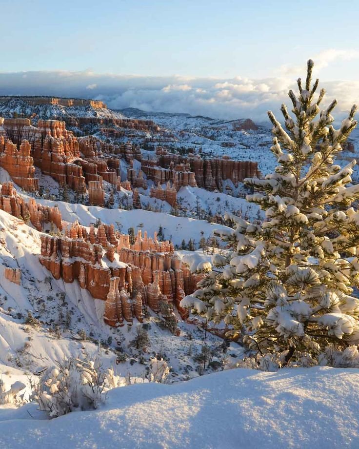 This may contain: a pine tree in the middle of a snow covered mountain range with hoodoos behind it