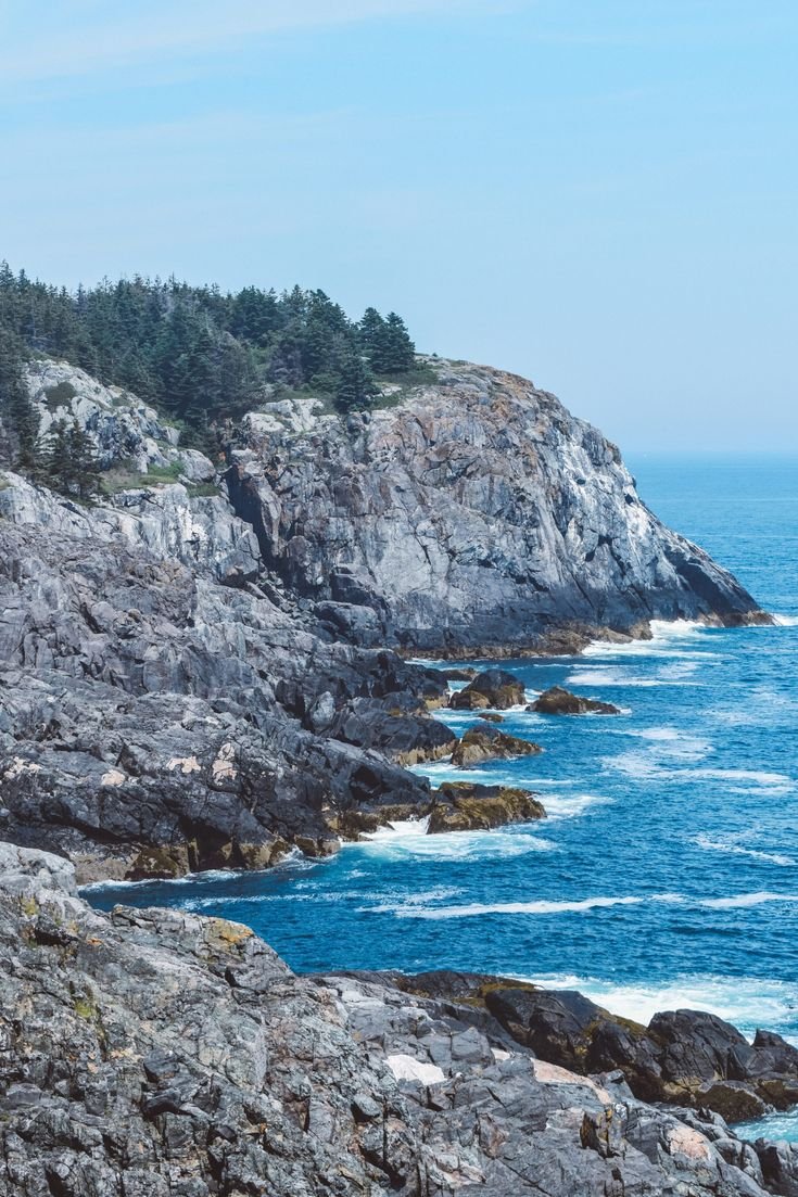 This may contain: an animal standing on top of a rocky cliff next to the ocean with trees in the background