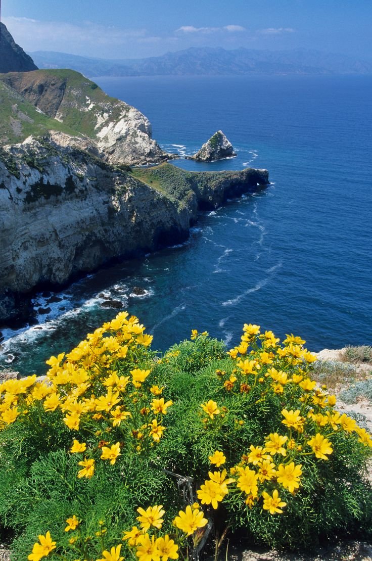This may contain: yellow flowers on the edge of a cliff overlooking the ocean with cliffs in the background