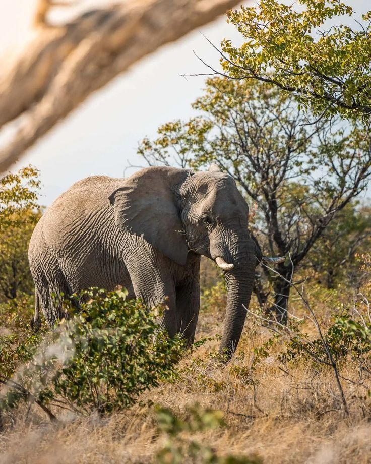 This may contain: an elephant standing in the middle of a field with trees and bushes around it's sides