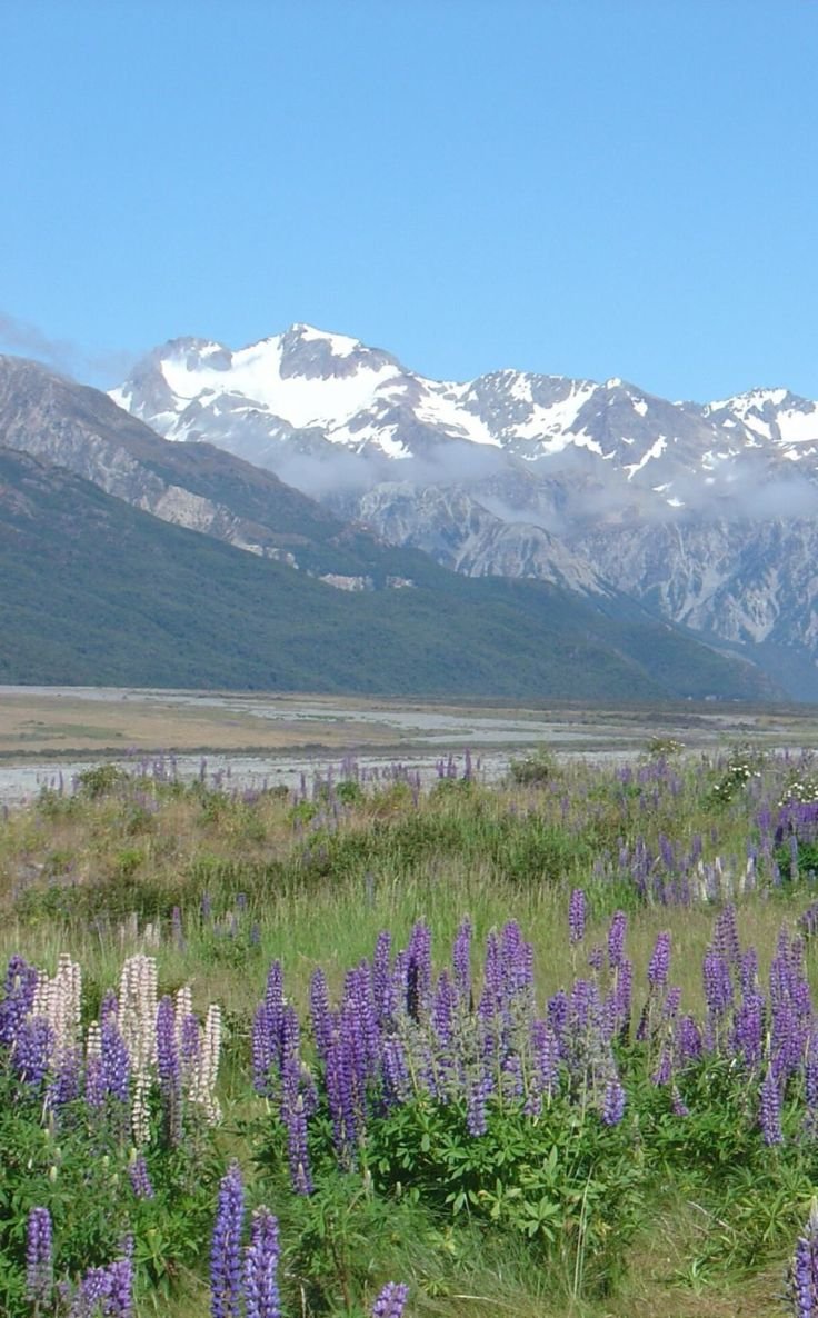 This may contain: the mountains are covered with snow in the background and purple flowers on the ground below