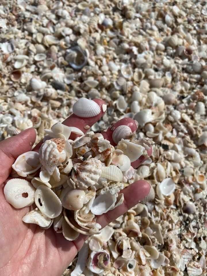 This may contain: a hand is holding some shells on the beach