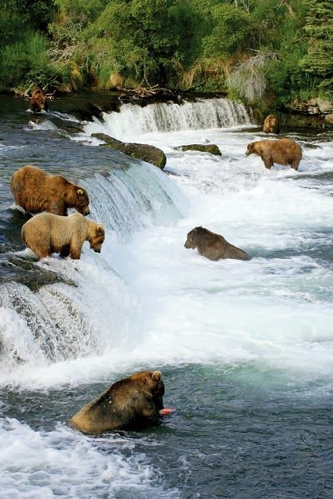 This may contain: there are many bears that are standing in the water and on the rocks near the waterfall