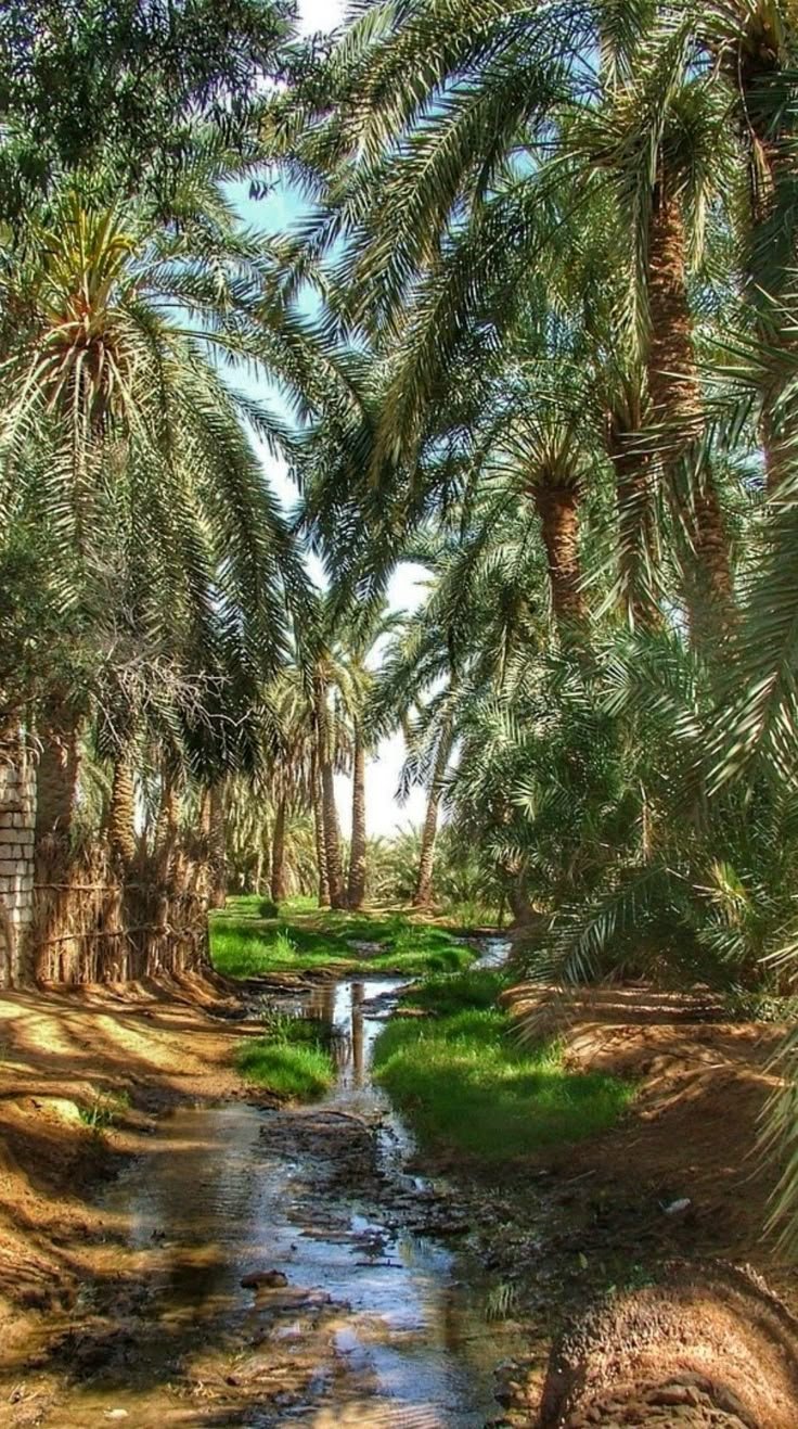 This may contain: a stream running through a lush green forest filled with palm trees