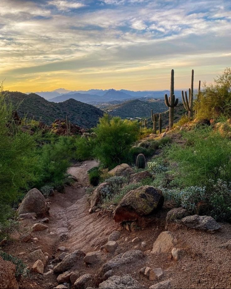 This may contain: a dirt path in the desert with cactus and cacti on both sides at sunset