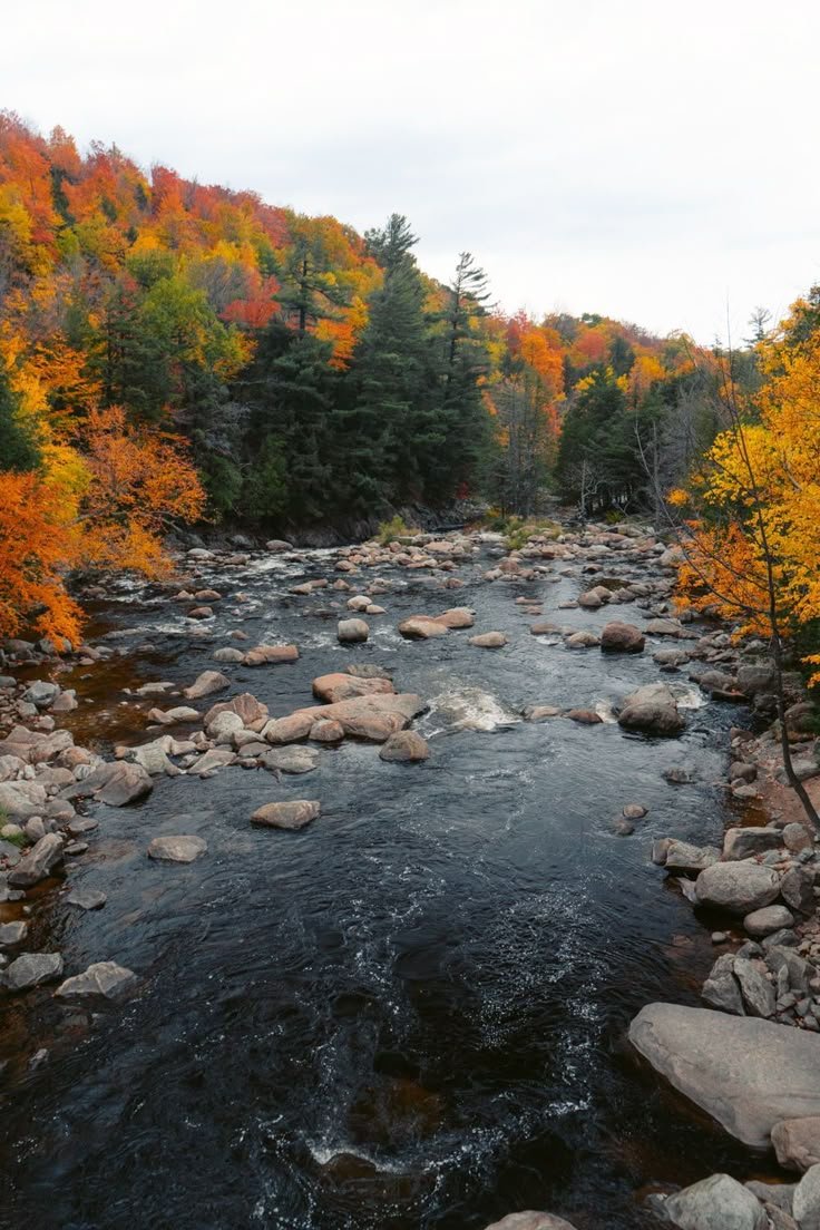 This may contain: a river running through a forest filled with lots of trees covered in fall foliage and rocks