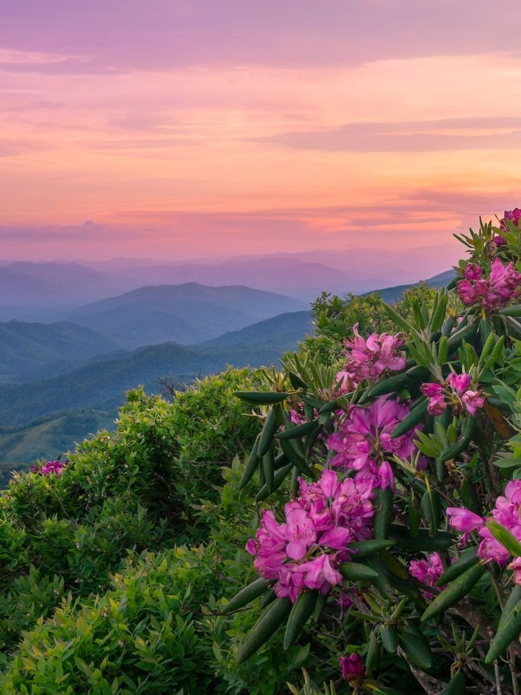 This may contain: pink flowers blooming on the side of a mountain at sunset