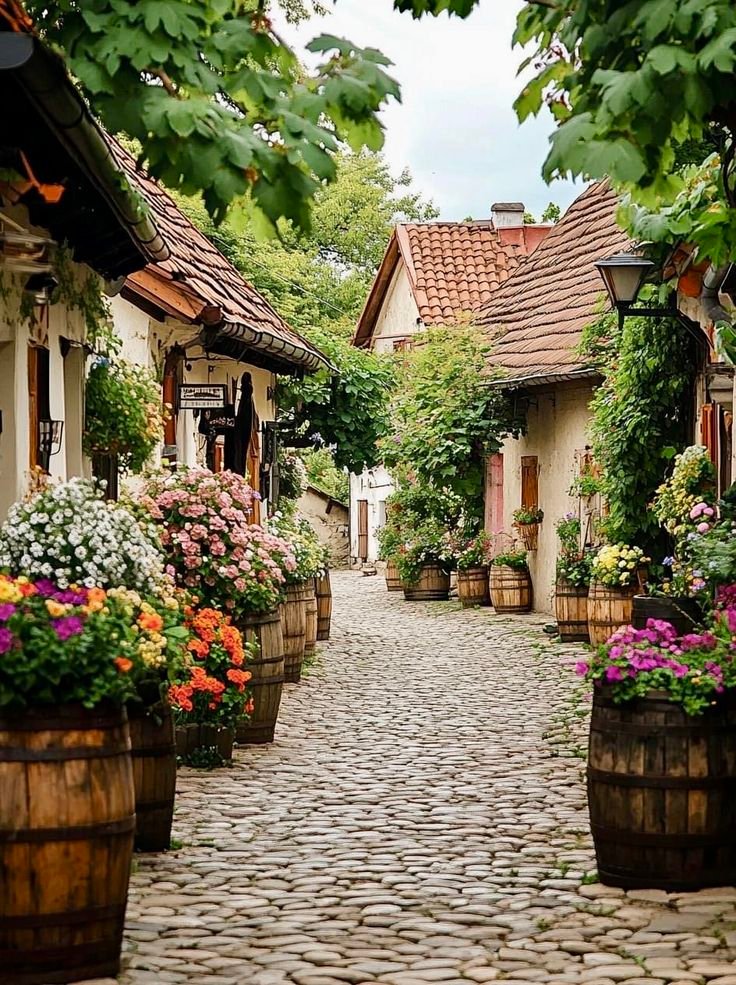 This may contain: a cobblestone street lined with wooden barrels filled with flowers