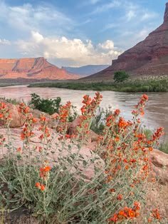 This may contain: wildflowers blooming along the edge of a river in front of some mountains