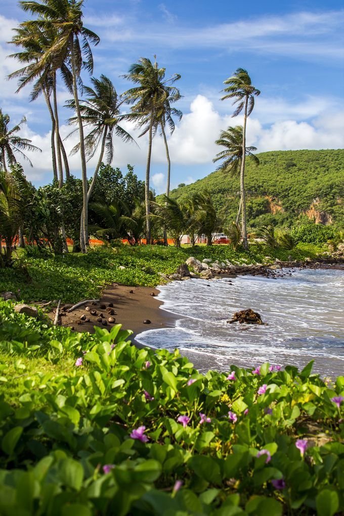 This may contain: the beach is surrounded by lush vegetation and palm trees