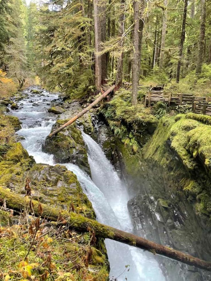 This may contain: a river running through a lush green forest
