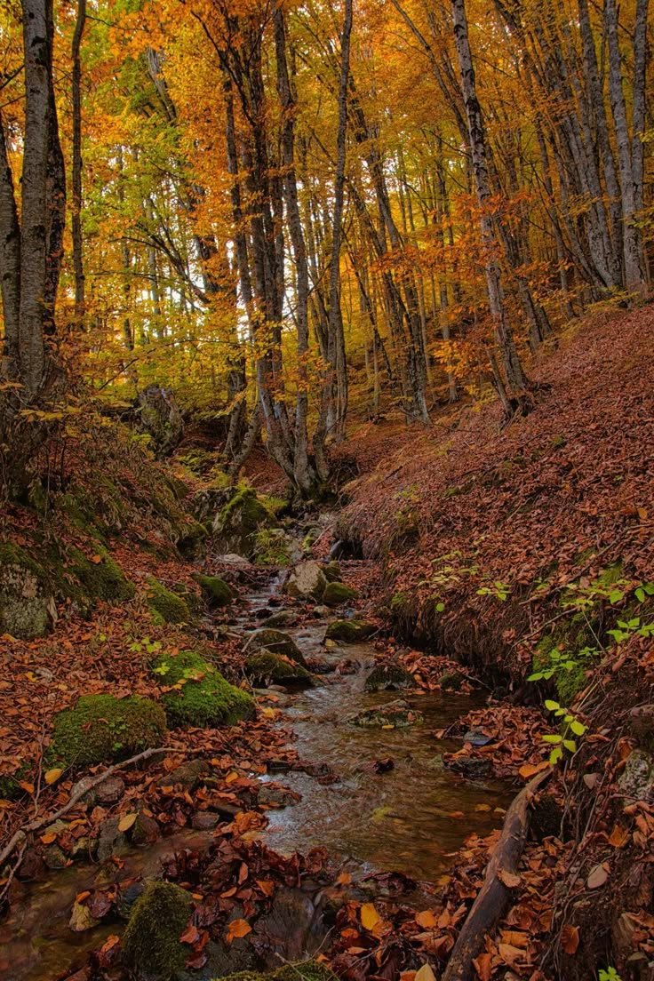 This may contain: a stream running through a forest filled with lots of leaves