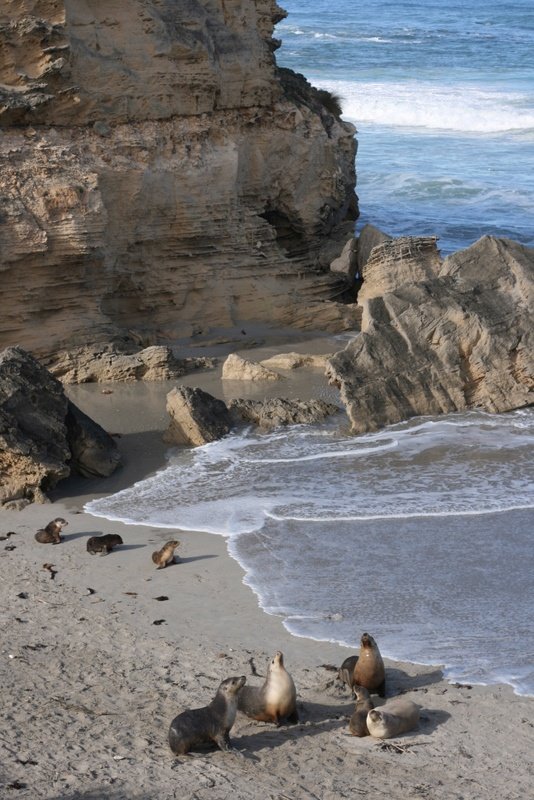 This may contain: several sea lions laying on the beach next to the ocean