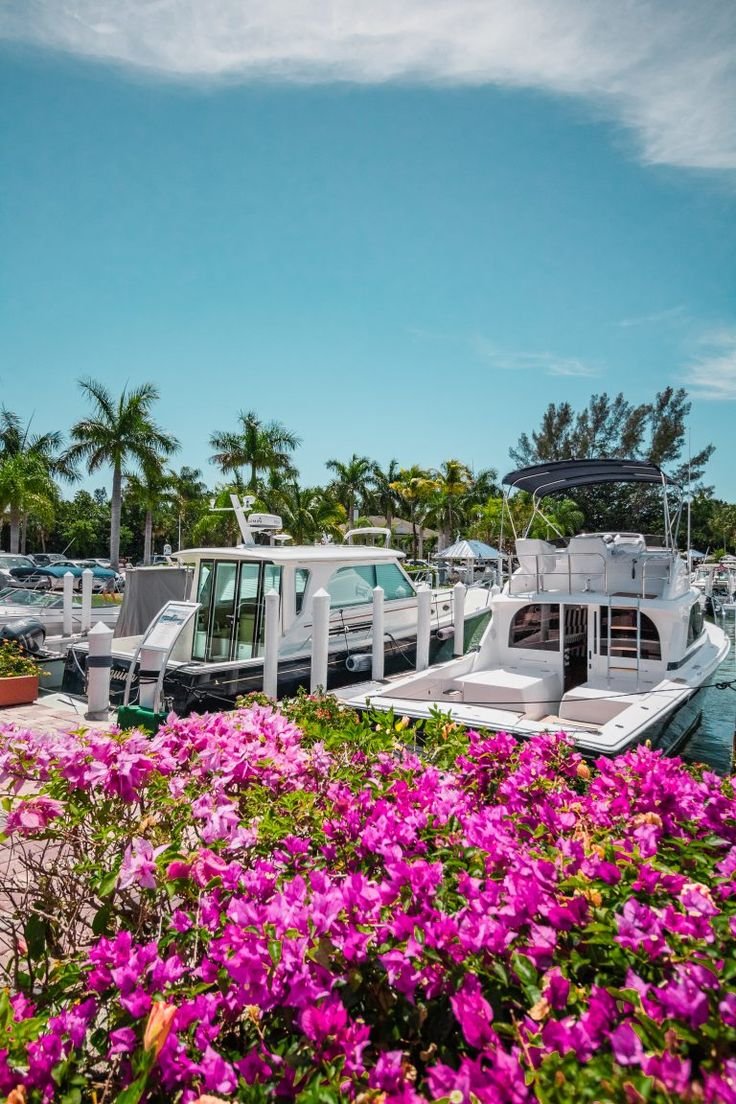 This may contain: several boats docked at a marina with purple flowers in the foreground and palm trees in the background