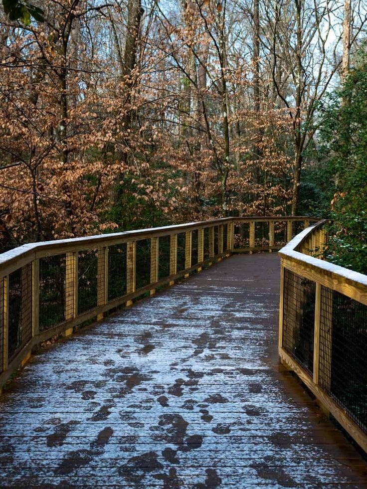This contains: Winter Wonders: Snow-Dusted Boardwalk in Congaree National Park