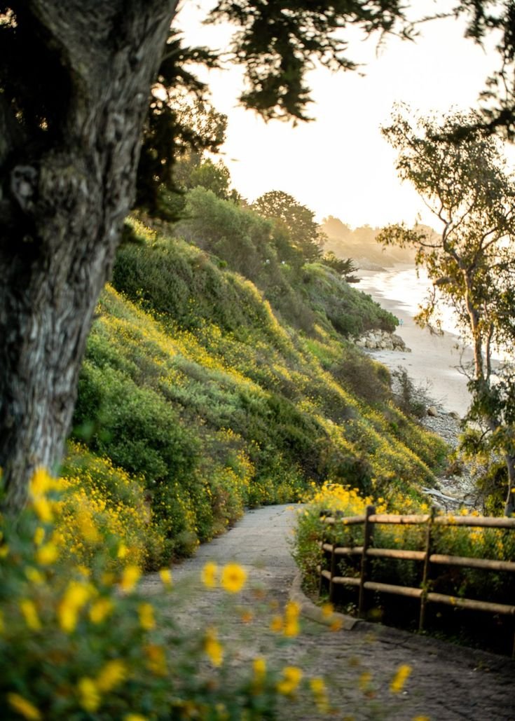 This may contain: the path to the beach is lined with wildflowers, trees and bushes on either side