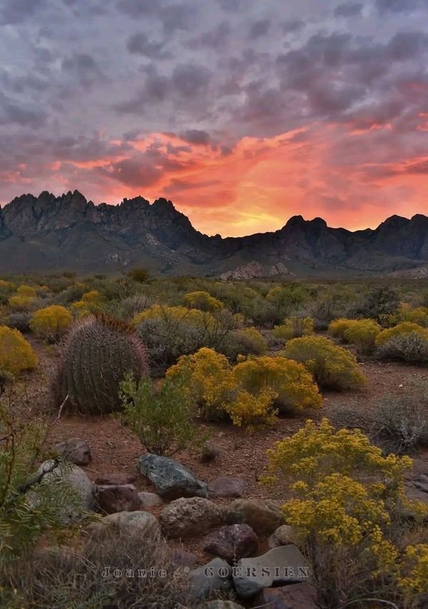 This may contain: the sun is setting over some mountains in the desert with yellow flowers and bushes on the ground