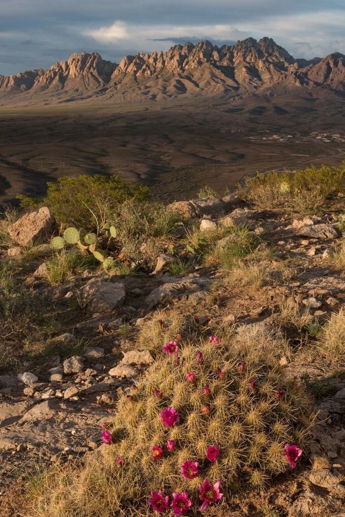 This may contain: some pink flowers are growing on the side of a rocky hill with mountains in the background