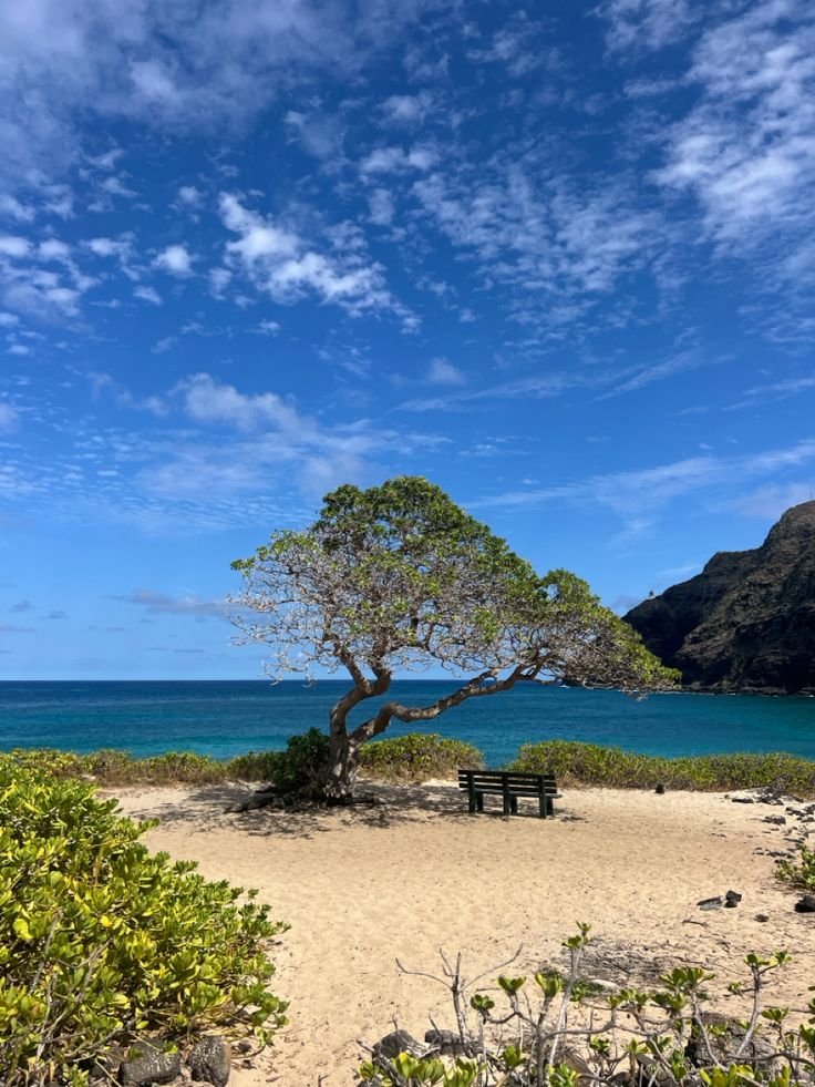 This may contain: a lone bench under a tree on a sandy beach with blue water in the background