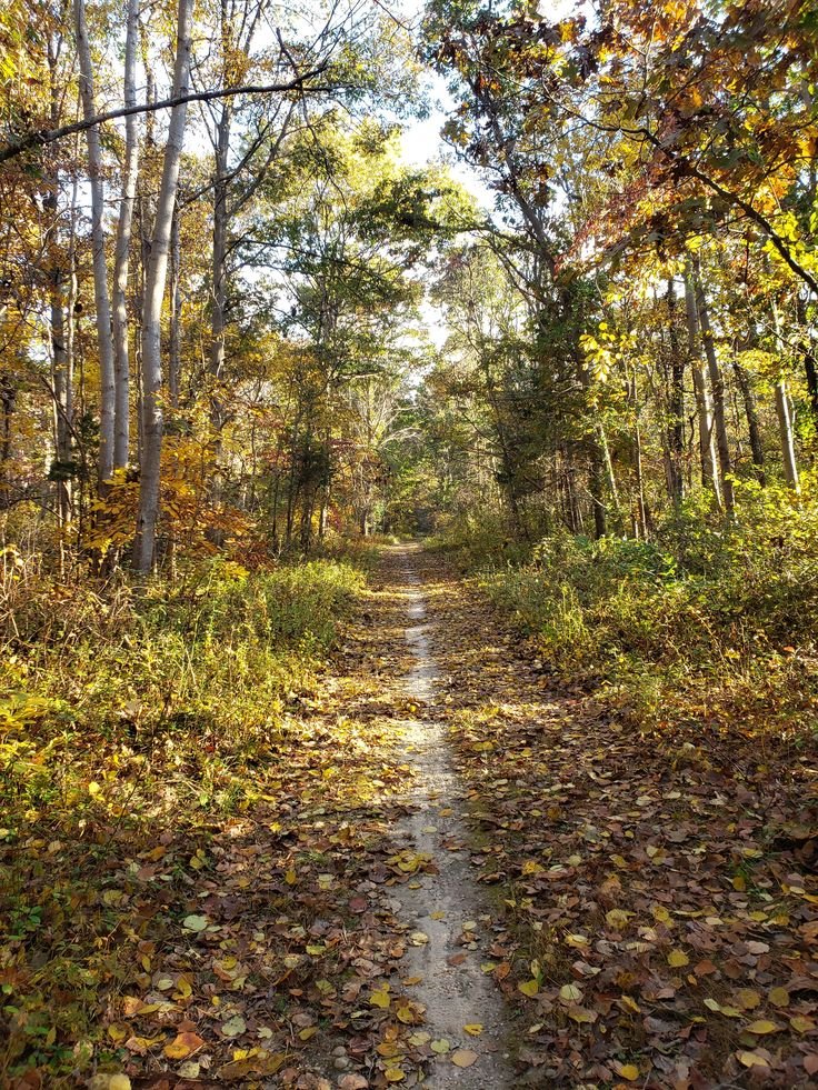 This may contain: a dirt road surrounded by trees and leaves